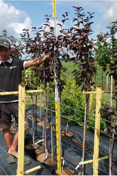 Яблуня Недзвецького - 7,5-10л/вис.170-190см/Ø20-30см 